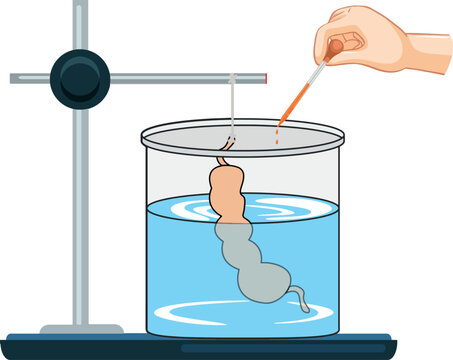 Intestine, iodine and starch experiment describing the absorption force.