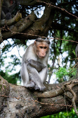 white tailed macaque sitting on a tree