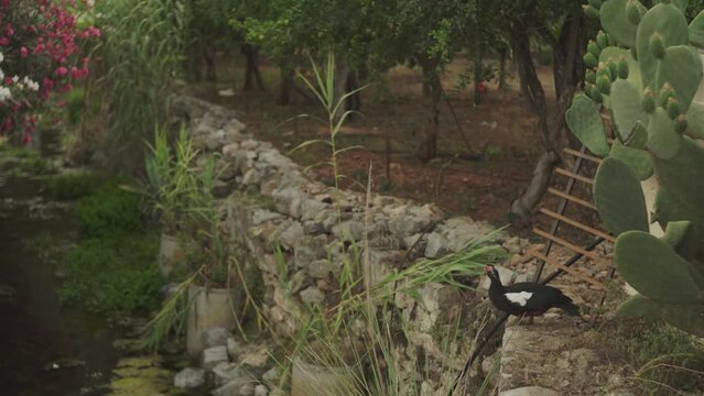 Black bird looks down from top of steep rock wall in the shadow of orchard farm in Leonidio Greece