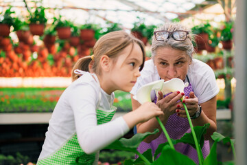 Fototapeta premium Grandmother and her granddaughter smell a beautiful big flower in the greenhouse.