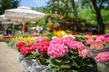 Fototapeta na wymiar Colorful varieties of Hydrangea or hortensia flowers for sale outdoor
