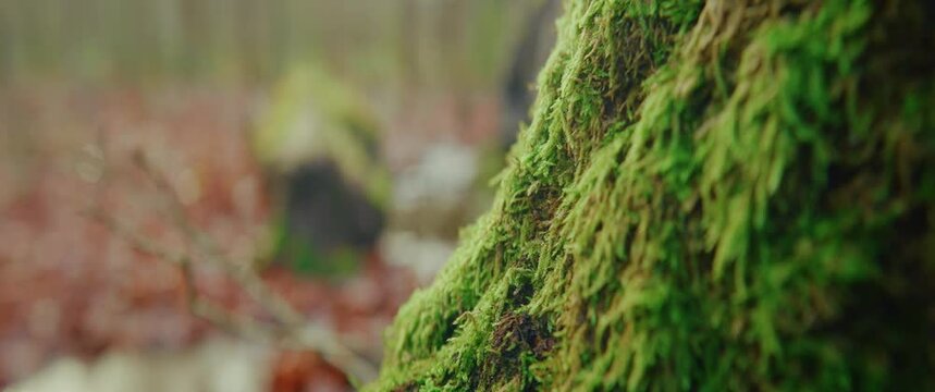 moss on tree