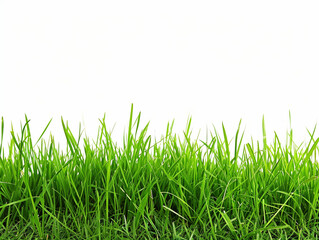 Green grass isolated on white
