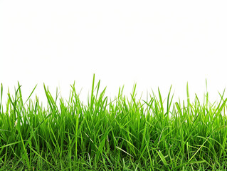 Obraz premium Green grass isolated on white 
