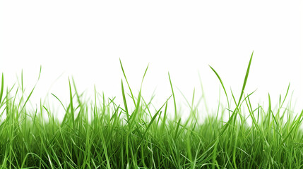 Fototapeta premium Green grass isolated on white 