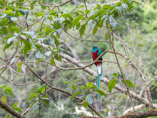 Resplendent Quetzal, Pharomachrus mocinno, Savegre in Costa Rica, with green forest in background. Magnificent sacred green and red bird. Birdwatching in jungle.