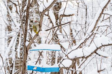 Fototapeta premium Winter feathered bird sitting on a branch near feeder, bird with red crest, taking care of birds in winter.