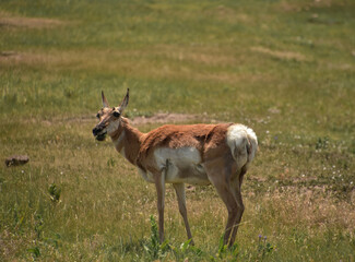 Female Pronghorn Munching on Grasses in a Field