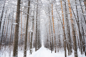 A walking alley in a city park in winter, a beautiful landscape in the cold season, tree trunks in the snow.