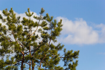 Last year's brown cones on a pine branch against a blue spring sky. Selective focus. A luxurious long needle on a pine branch. Nature concept for design. Texture as a background