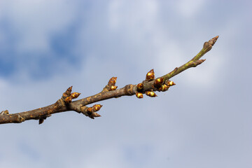 budding buds on a tree branch in early spring macro. Early spring, a twig on a blurred background. The first spring greens
