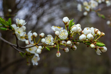 Selective focus of beautiful branches of plum blossoms on the tree under blue sky, Beautiful Sakura flowers during spring season in the park, Floral pattern texture, Nature background