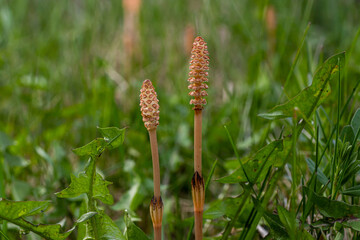 Selective focus. A spore-bearing shoot of the horsetail Equisetum arvense. Sporiferous spikelet of field horsetail in spring. Controversial cones of horsetail