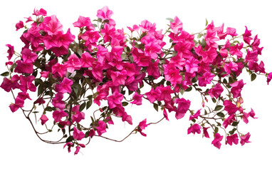 Trail of Vibrant Bougainvillea Plant on Transparent Background