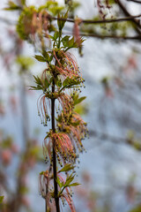 The ash-leaved maple Acer negundo flowers in early spring, sunny day and natural environment, blurred background