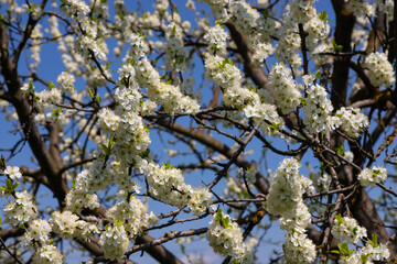 Selective focus of beautiful branches of plum blossoms on the tree under blue sky, Beautiful Sakura flowers during spring season in the park, Floral pattern texture, Nature background