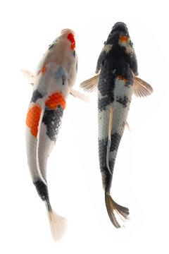 Koi fish isolated on a white background, closeup of photo
