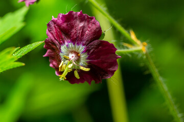 Dark purple dusky flowers in the garden, selective focus with green bokeh background - Geranium faeum