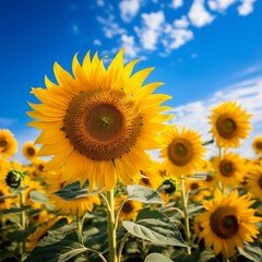 Fototapeta premium Nestled among a sea of sunflowers one radiant bloom, ai generated