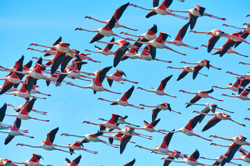 Flamingos in the sky.
A flock of flying pink flamingos against a blue sky.
View of a flying flock of flamingos against a blue sky.
