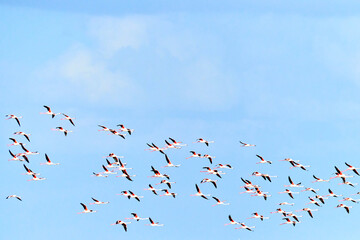 Flamingos in the sky.
A flock of flying pink flamingos against a blue sky.
View of a flying flock of flamingos against a blue sky.
