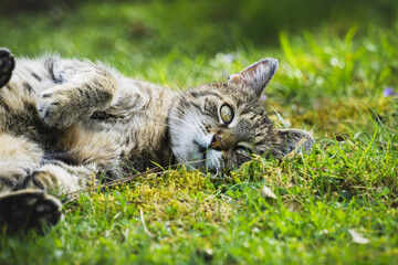 getigerte Katze liegt entspannt auf einer Wiese