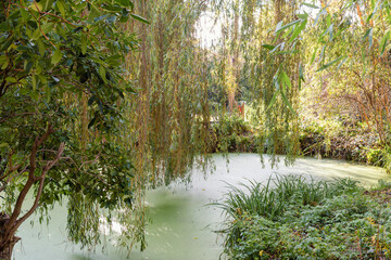Green pond in a park