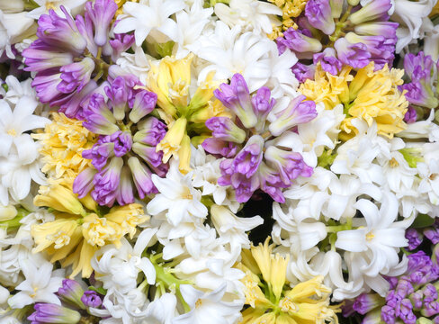 Flowers wall background with amazing spring hyacinthus flowers, hand made mix hyacint flower wall, flower background. Colorful flowers mix. Pattern of flowers. NO AI