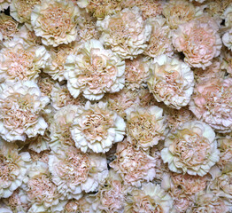  Flowers wall background with amazing pink and purple carnations flowers, hand made mix carnation flower wall, flower background. Colorful flowers mix. Pattern of flowers. NO AI