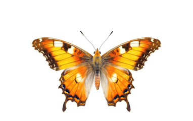 Fototapeta na wymiar Butterfly Beauty on Transparent background