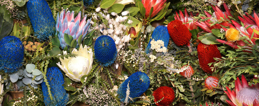 Flowers wall background with amazing red, pink and blue protea and banksia flowers, hand made Wedding decoration, Valentine background. Colorful tropical flowers mix. Pattern tropical flowers. NO AI.