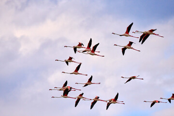 Flamingo flight on the blue sky with white clouds.
A flock of flying pink flamingos on the...