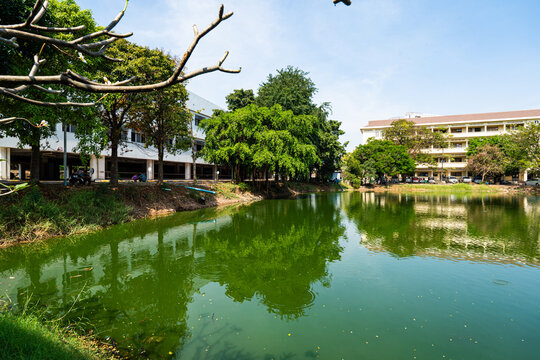 pond in the park