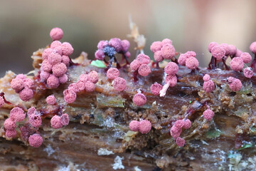 Cribraria purpurea, purple slime mold from Finland, no common English name