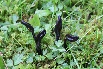 Deceptive earthtongue, Geoglossum fallax, wild fungus from Finland