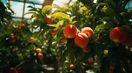 Ripe organic peaches growing on tree in greenhouse. Healthy fruits concept Generative AI