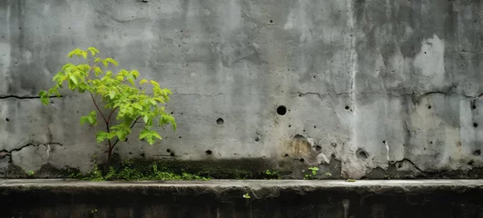 Foto op Canvas Tree growing on concrete wall background. Concept of urbanization and sustainable environment © thodonal