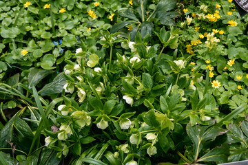 Helleborus foetidus grows and blooms in the garden in spring