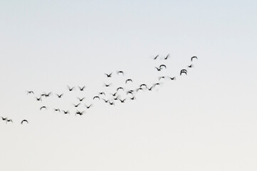 Egret flock in flight, La Pampa province, Patagonia, Argentina