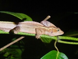 chameleon on a branch