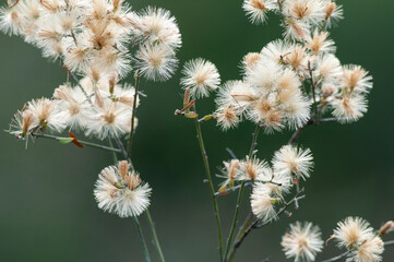 Wild flowers in semi desertic environment, Calden forest, La Pampa Argentina