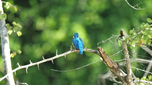 Udawalawe, Sri Lanka: Ein sitzender Eisvogel