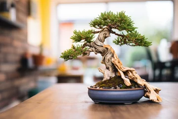 Schilderijen op glas bonsai tree with exposed roots during repotting © Natalia