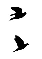 鳩 ハト 空飛ぶハト 飛行姿勢 羽ばたき 羽ばたくハト シルエット