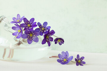 Bouquet of spring flowers hepatica, anemones in a glass vase on the table, copy space. Postcard for spring holidays, Women's Day, Easter.