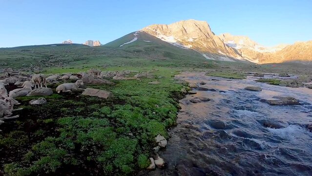 Flock of sheep and stream landscape in the Himalayas Nepal-Kashmir in the Himalayan region High mountain hiking concept Nature camping, India.