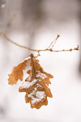 suche liscie na gałęzi w zimę