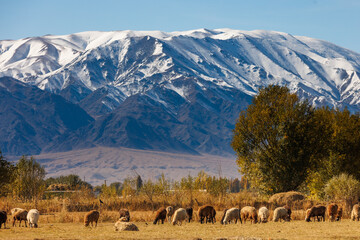 flock of sheep grazing in front of mountains sunny autumn afternoon.