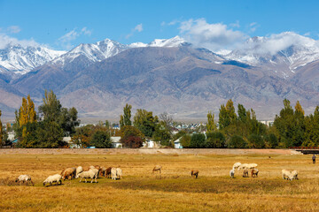 Fototapeta na wymiar flock of sheep grazing in front of small Asian town under the mountains at sunny autumn afternoon.