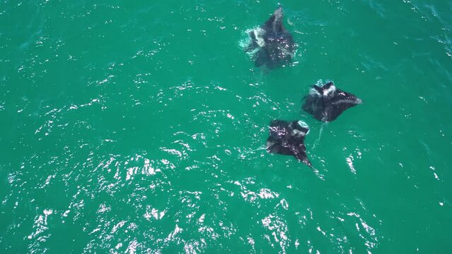 Beautiful majestic giant manta rays in formation in Kaneohe Bay